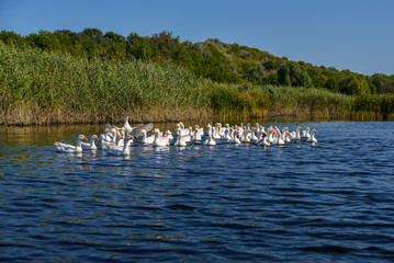 flock of canadian geese