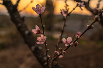 peach blossoms
