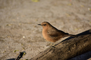 Obraz premium Nature and Wildlife