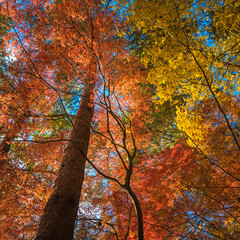 multi colour trees in the autumn forest