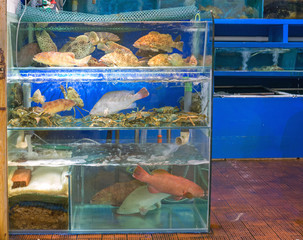 Live Fish Market