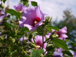 Hibiskus 4 © Alexandra S.