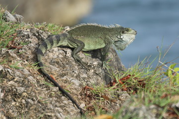 Iguana on rock