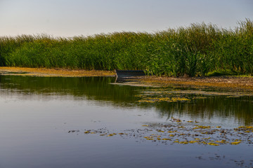 Old wooden boat in river overgrowth