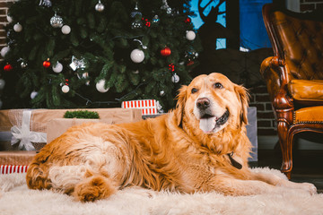 Golden Retriever dog in Christmas. Cute dog on Christmas tree background. Christmas Dog Retriever Lying Under New Year Tree, Beautiful Xmas Animal. heme Christmas and New Year and domestic pet