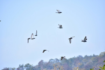 Nature and Wildlife