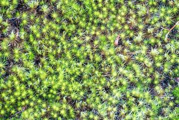 Green tropical leaves pattern background.