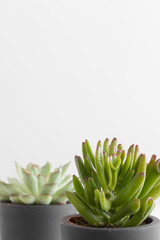 Obraz premium Crassula and echeveria plant in a pots with blank copy space.