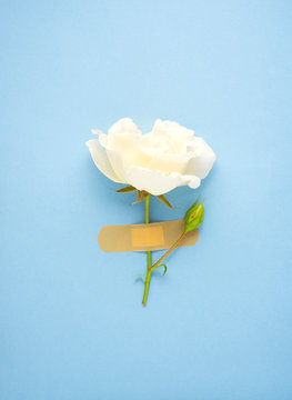Creative concept photo of flowers grass rose plant holiday gift mother day on blue background.