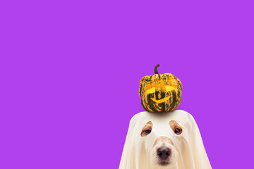 Funny dog in Halloween costume of ghost holding small pumpkin on head