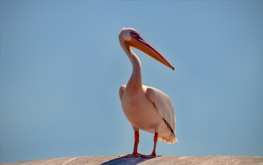 Wild african birds close-up. One Great Pink Namibian Pelican Bird Against a Bright Blue Sky