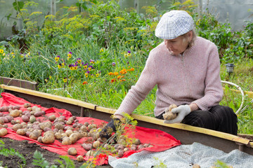 Russian elderly woman harvest potatoes in the garden. Senior works in the garden. the autumn harvest.