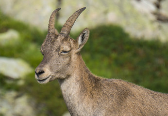 Bouquetin des Alpes