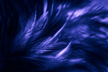 Beautiful abstract texture close up color white and blue feathers background and wallpaper