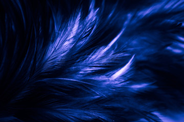 Beautiful abstract texture close up color white and blue feathers background and wallpaper