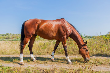 horse steed eats grass by the river