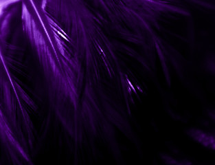 Beautiful abstract close up color white pink and purple feathers on darkness background and wallpaper