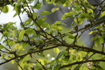 Green Branch