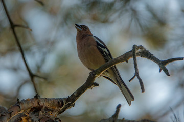 Красота дикого леса