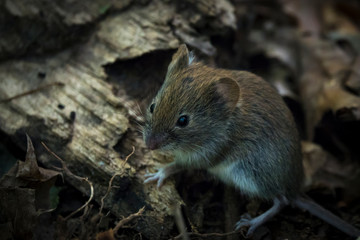 Красота дикого леса