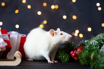 Cute domestic rat in a New Year's decor. Symbol of the year 2020
