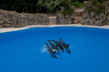  show of training a large adult dolphin mammal in a zoo park on a sunny day