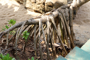 Mangrove roots