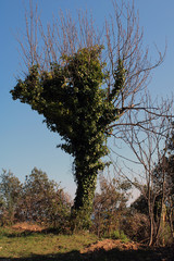 Albero avvinto dall'edera