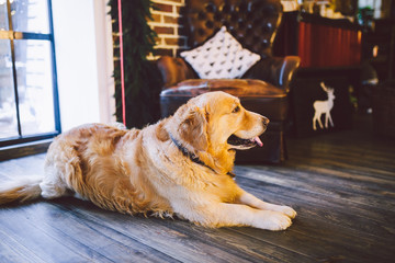 Christmas theme and pets. An adult Golden Oetriver dog licks near the window on New Year's...