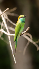 Bee-eater