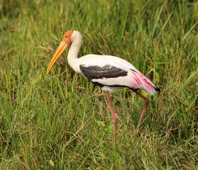 Stork