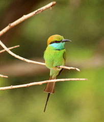 Bee-Eater