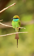 Bee-eater