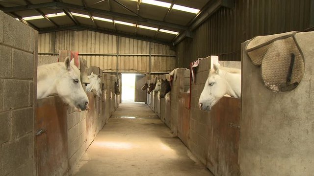 Steady, medium wide shot of a stable of horses in individual stalls.