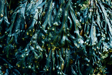Seaweed in turquoise hue © zichrini