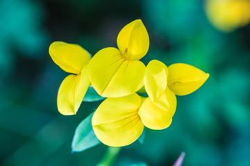 The macro shot of the background or the texture of the yellow summer forest flower with the stamens, pestles and blades