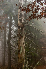 Dry coniferous tree damaged by bark beetles and lichen in a natural forest