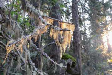 lichen on a tree in the rays of the setting sun