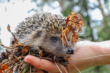 Hedgehog in early autumn © Наталья Николаевская