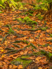 落ち葉　白神山地
