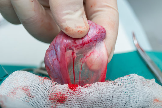 closed castration in dog, neuter surgery in dog