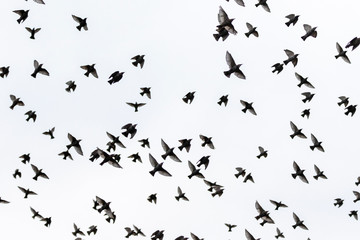 starlings spreading wings flying through the gray sky