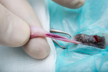 Testicular cord of a male cat, neuter surgery