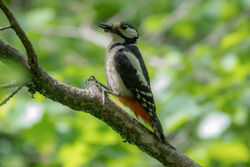 Красота дикого леса