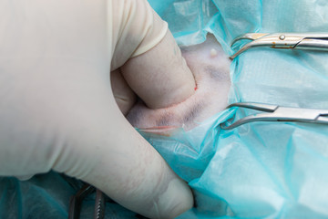 emptying of the bladder during the cat spay surgery