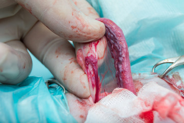 the ovarian  ligament, artery and vein during the cat spay surgery