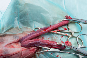 the uterus of a cat in heat during the cat spay surgery