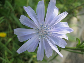 Flower 1