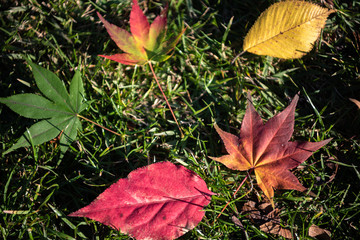 Colorful various Autumn fallen leaves on the ground. dried leaf cover surface of land. close-up, top view from above, multicolor beautiful seasonal concept backgrounds
