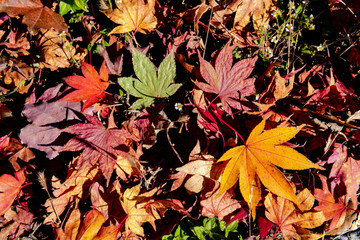 Colorful various Autumn fallen leaves on the ground. dried leaf cover surface of land. close-up,...